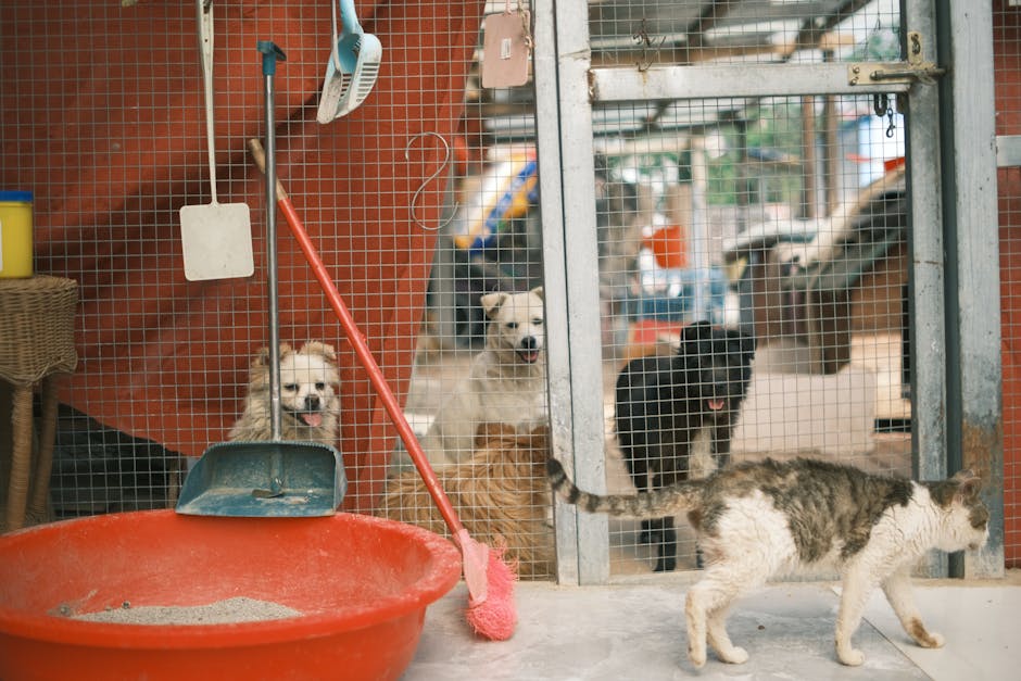 香港領養日活動指南：如何參加及注意事項