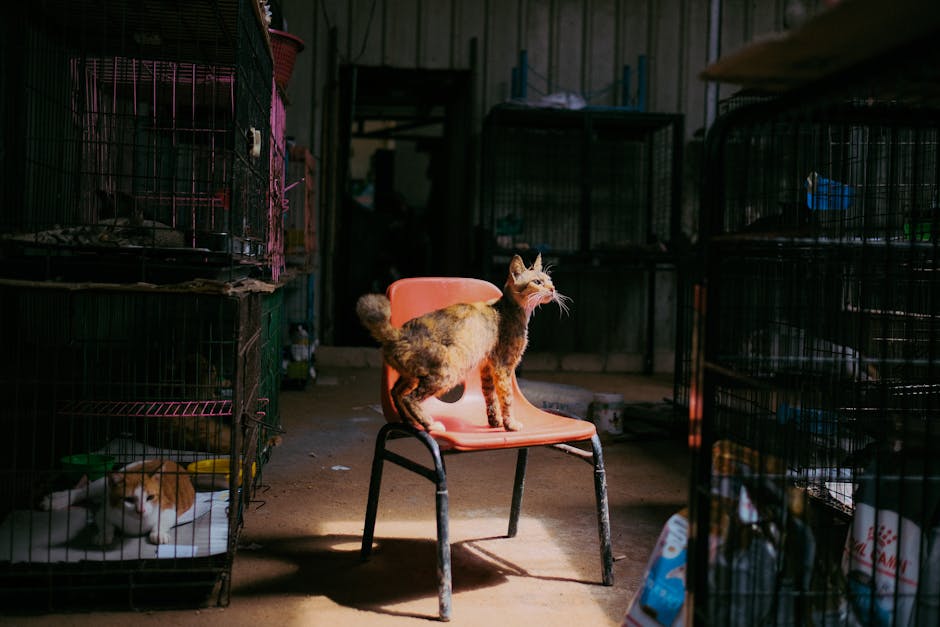 領養動物後的適應期：3-3-3 法則完整指南