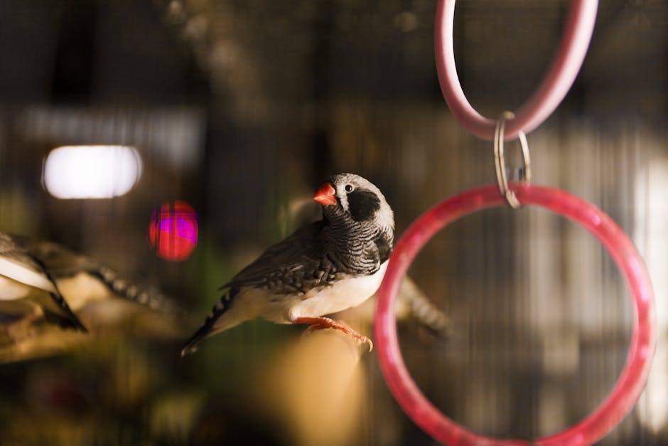 香港養鳥指南：常見品種、法律及日常護理