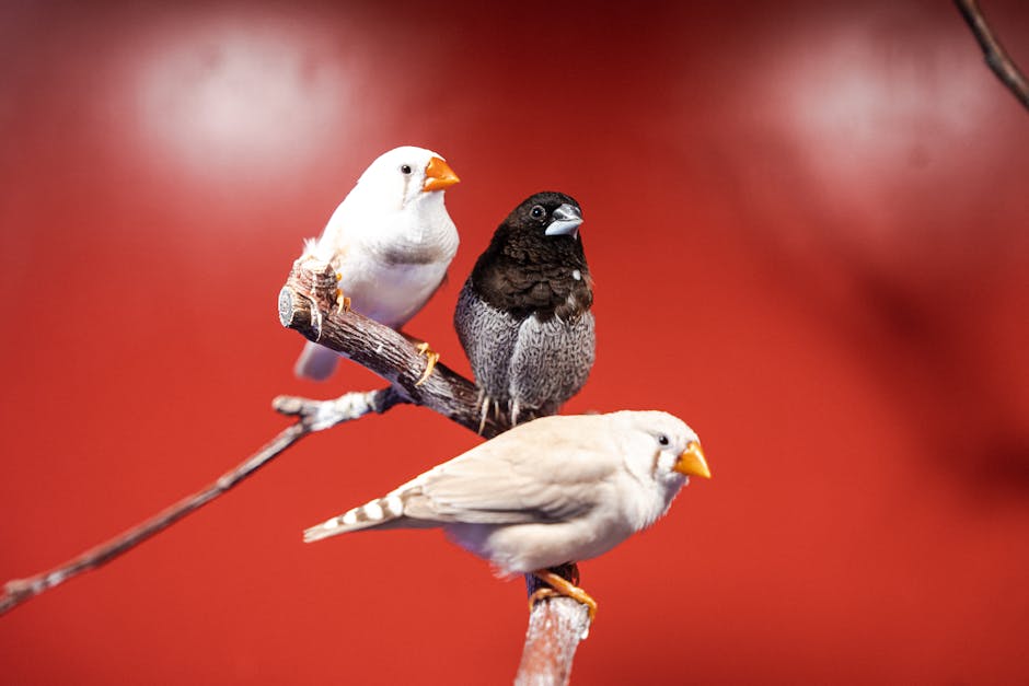 新手養鳥完整指南：從選擇到照顧的一切