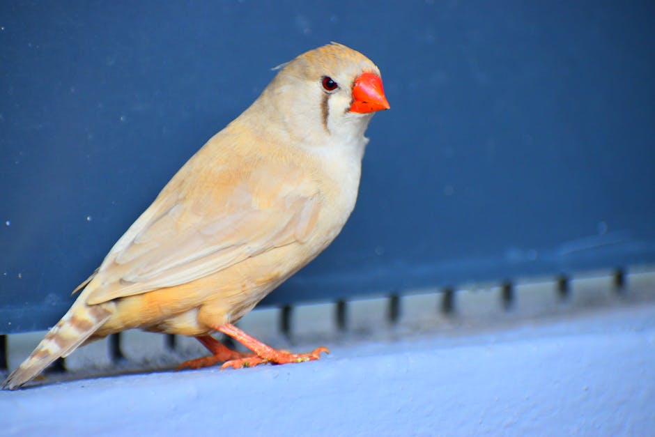 鳥籠設置完整指南：打造舒適的鳥兒家園