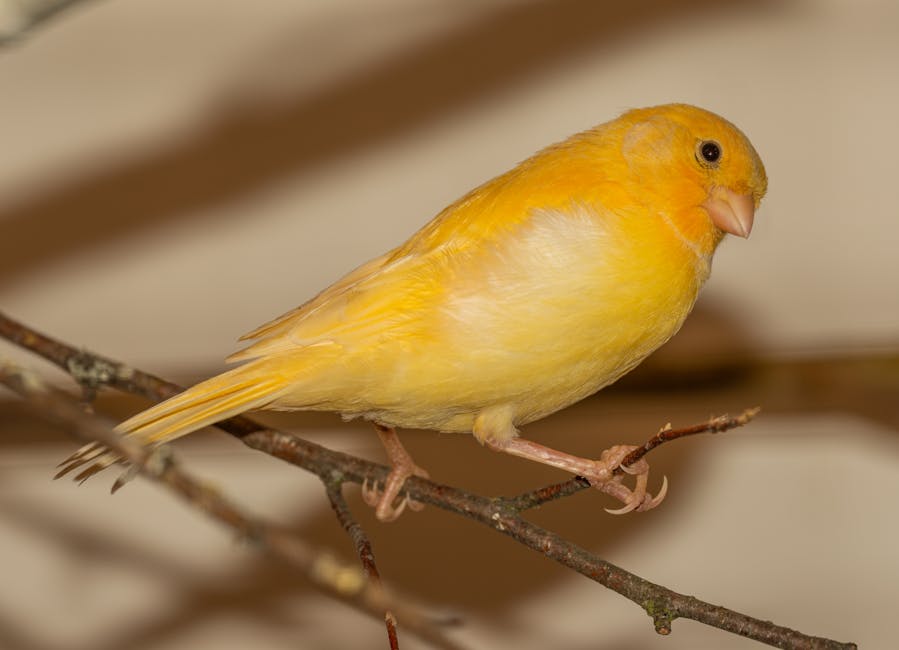 寵物鳥飲食指南：種子、滋養丸、蔬果的正確餵食