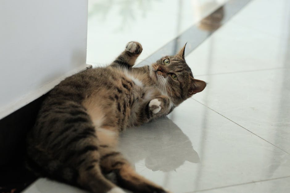 寵物攝影技巧：捕捉毛孩最美一刻