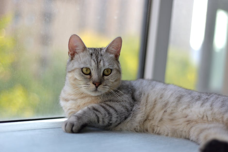 領養貓咪 vs 購買貓咪：優缺點比較