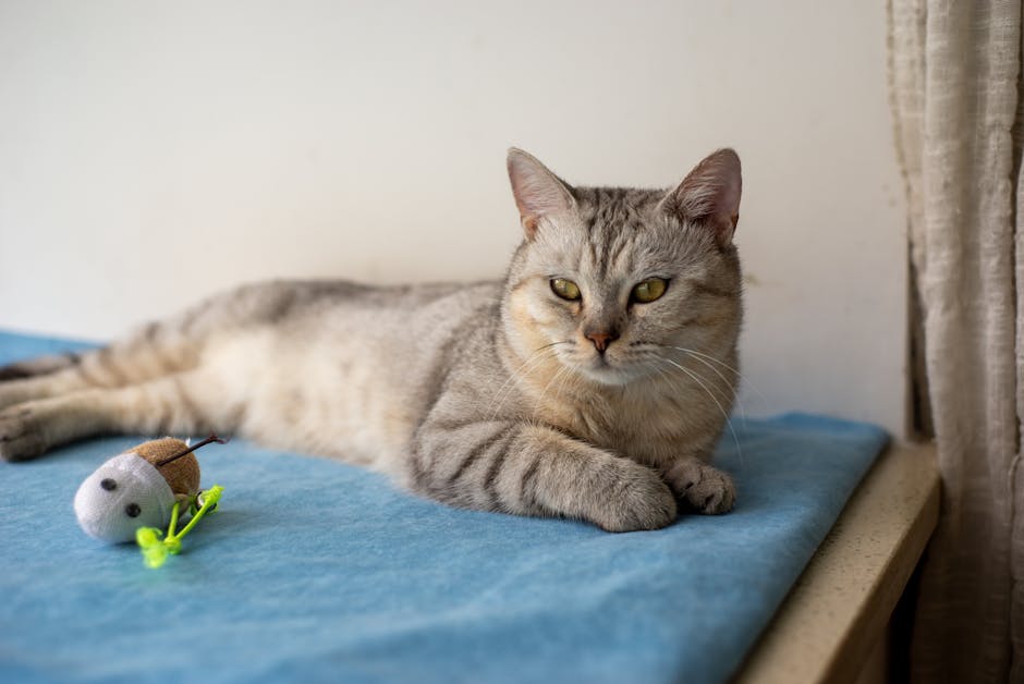 認識香港常見的寵物品種