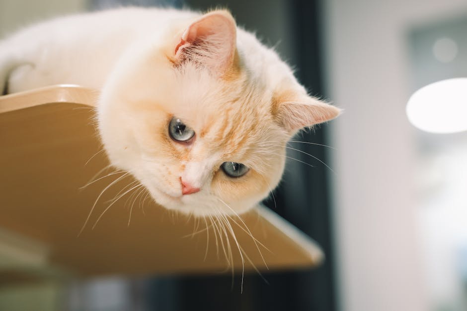 香港養貓完全指南 2025