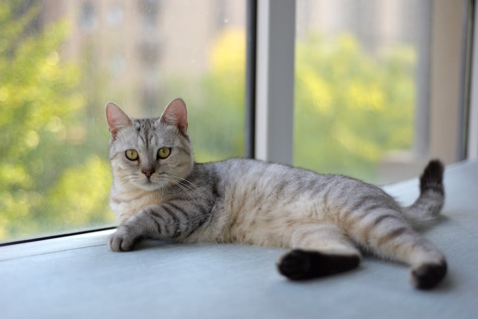 香港寵物友善地點推介