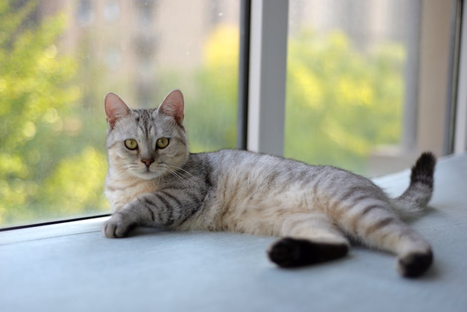 寵物指甲修剪技巧與注意事項