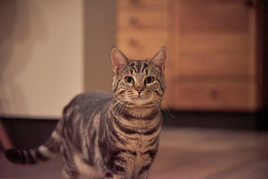 寵物行為解讀：了解毛孩的身體語言