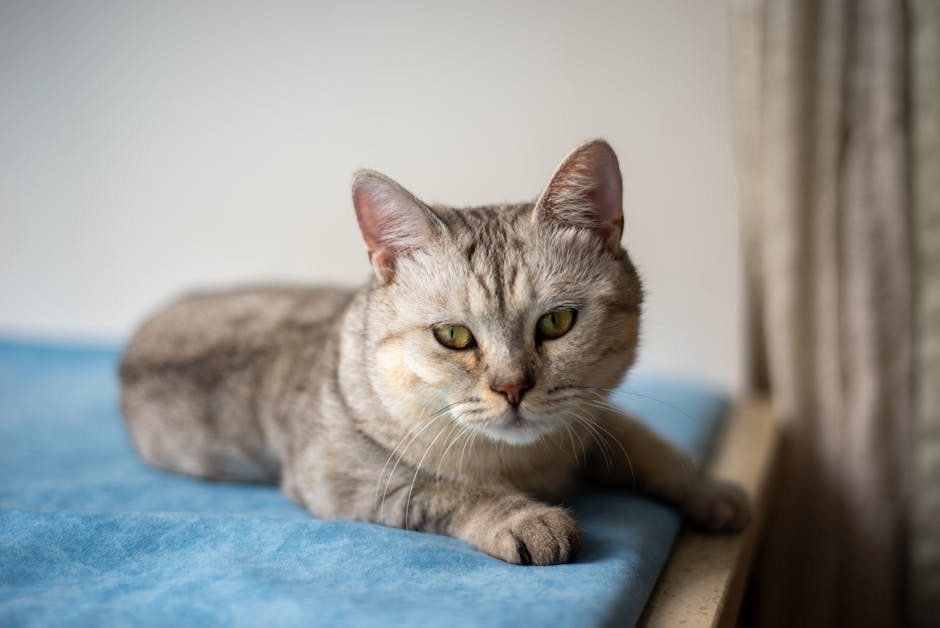 幼犬如廁訓練完全攻略