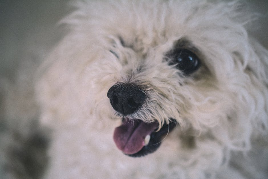 香港十大寵物友善公園及遛狗好去處