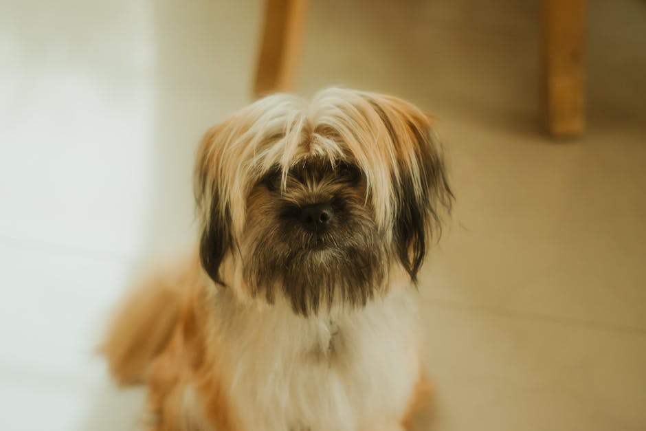 幼犬社會化訓練：培養自信友善的狗狗