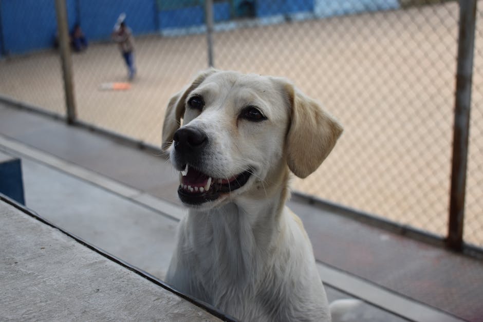 香港養狗法律須知：狗牌、狂犬病疫苗、公眾地方規定