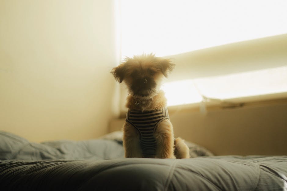 狗狗等待主人