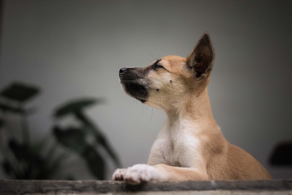狗狗