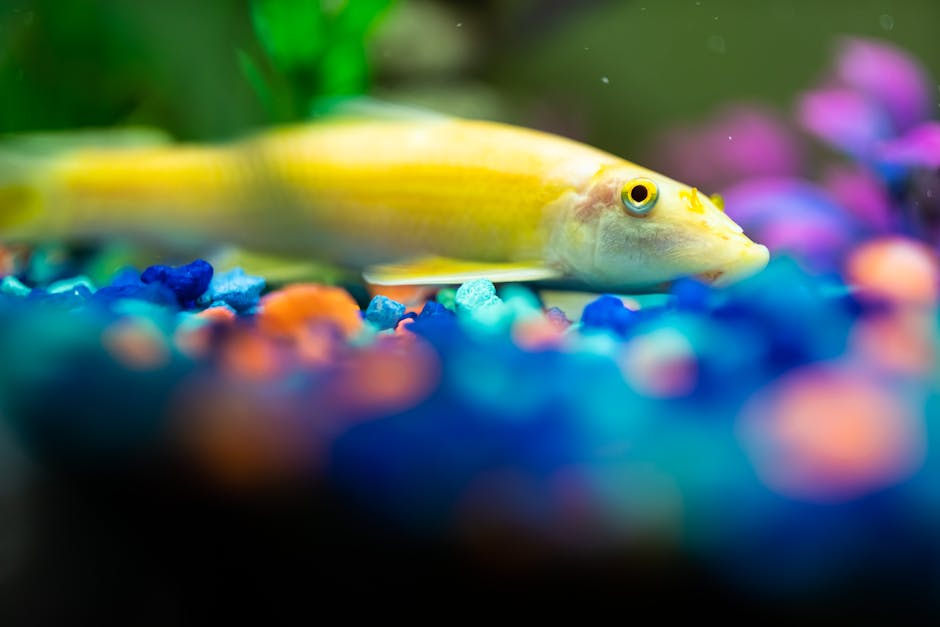 香港養魚入門：金魚、熱帶魚還是海水魚？
