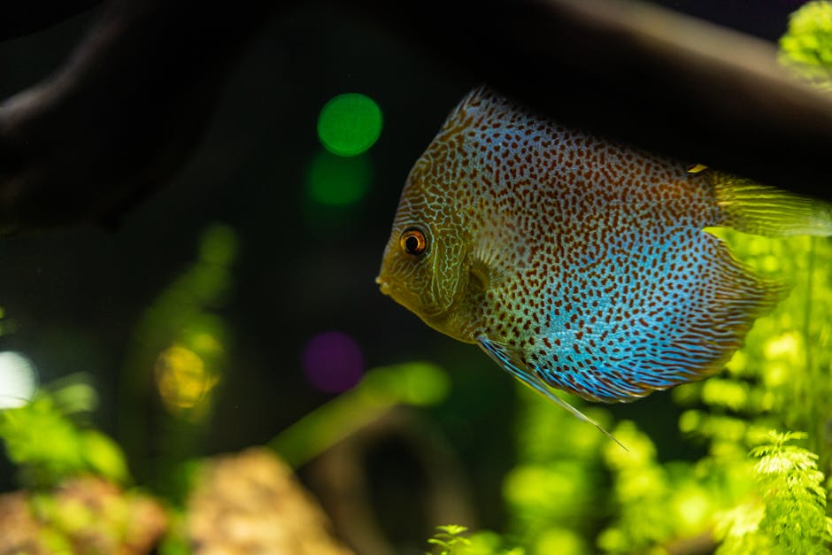 2026最喜愛龍魚品種排名 Top 6（香港篇）