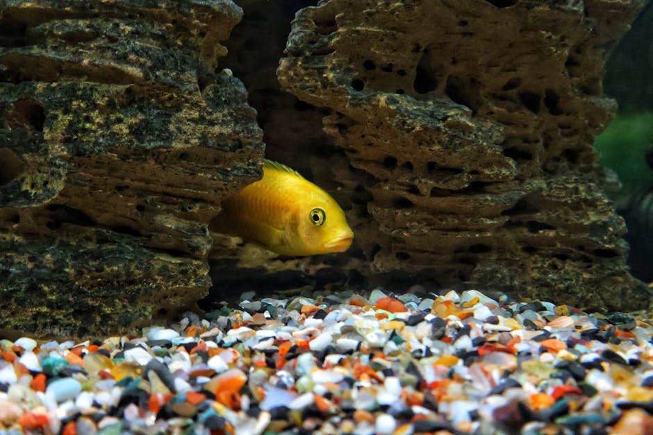 魚缸水質管理完整指南