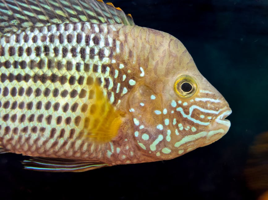 新手推薦魚種：容易養活的熱帶魚