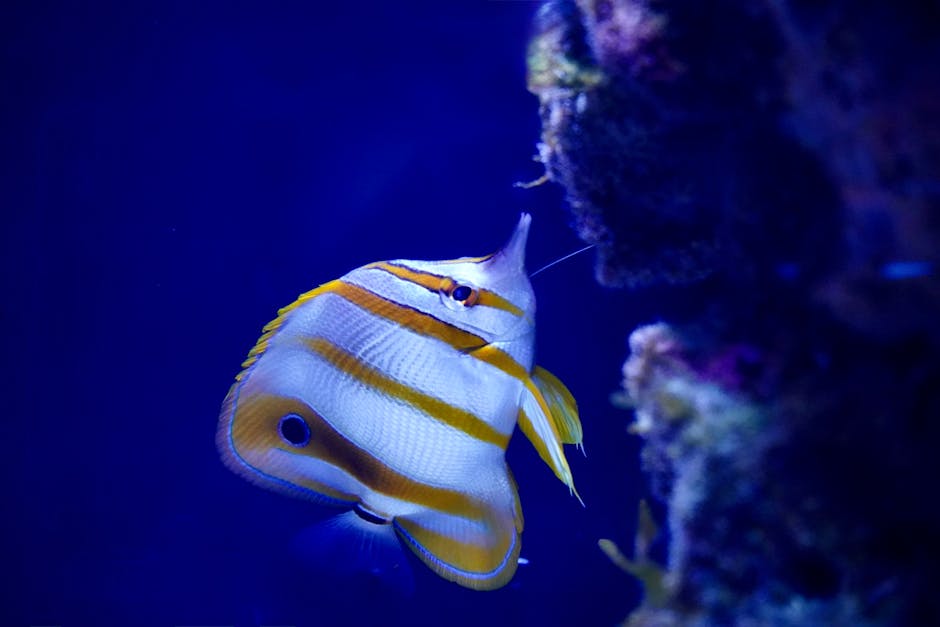 水草缸入門：打造美麗的水中花園