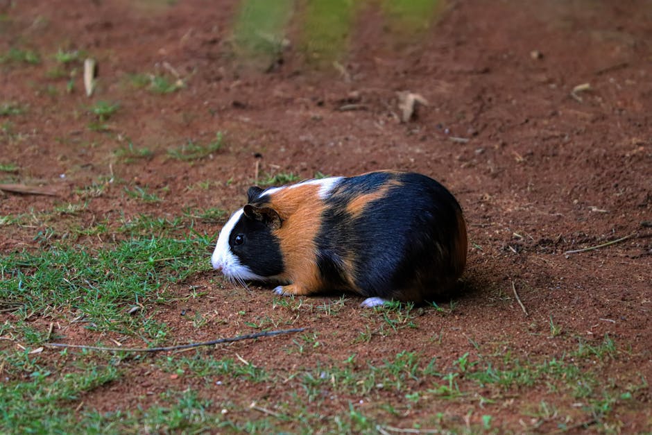 天竺鼠叫聲解讀：牠們在說什麼？