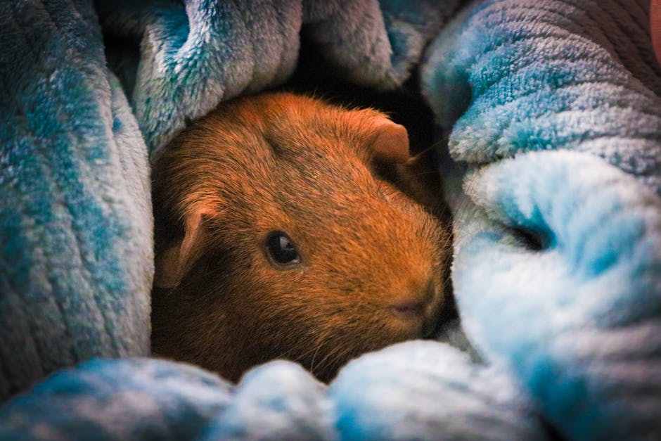 天竺鼠配對指南：讓豬豬有個伴