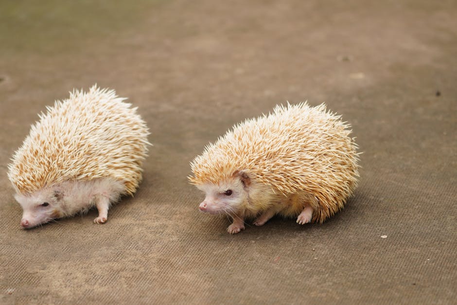刺蝟常見疾病與預防