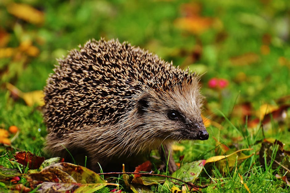 刺蝟洗澡與指甲護理指南