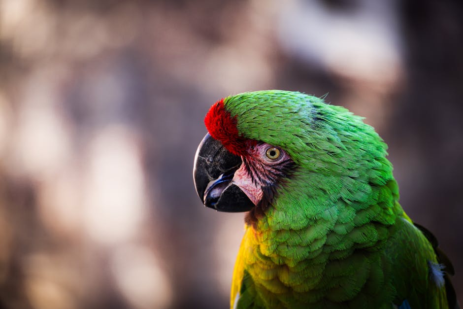 鸚鵡需要睡多久？睡眠環境設置與常見問題解答