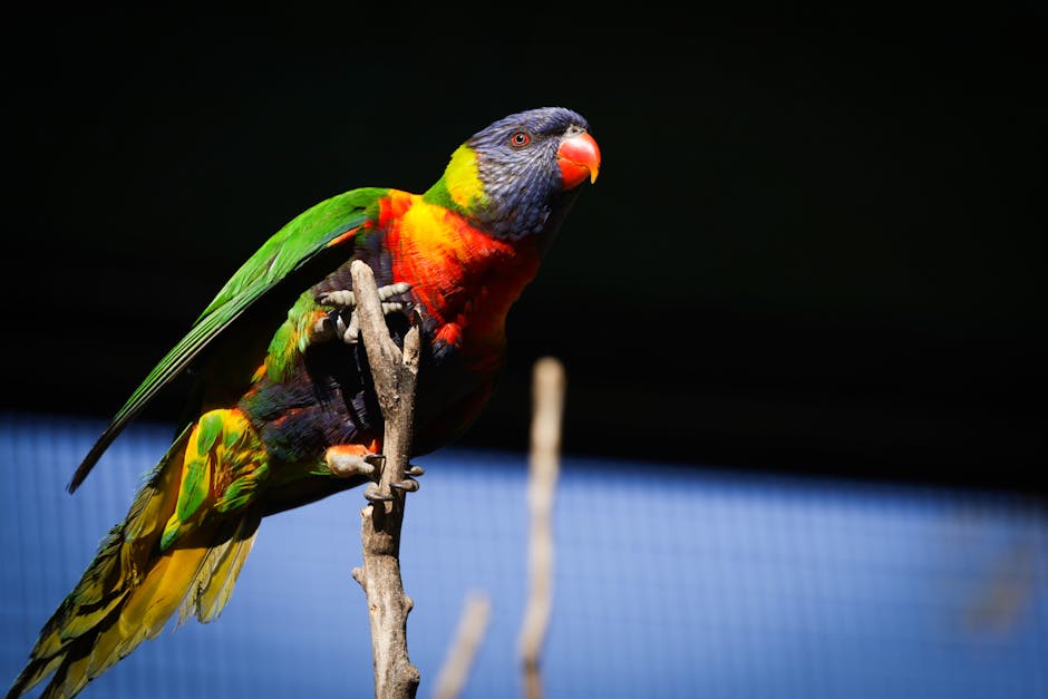 香港養鸚鵡法律須知 2026：CITES、進口許可、禁養品種