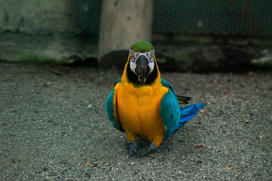 鸚鵡飲食指南：營養均衡的秘訣