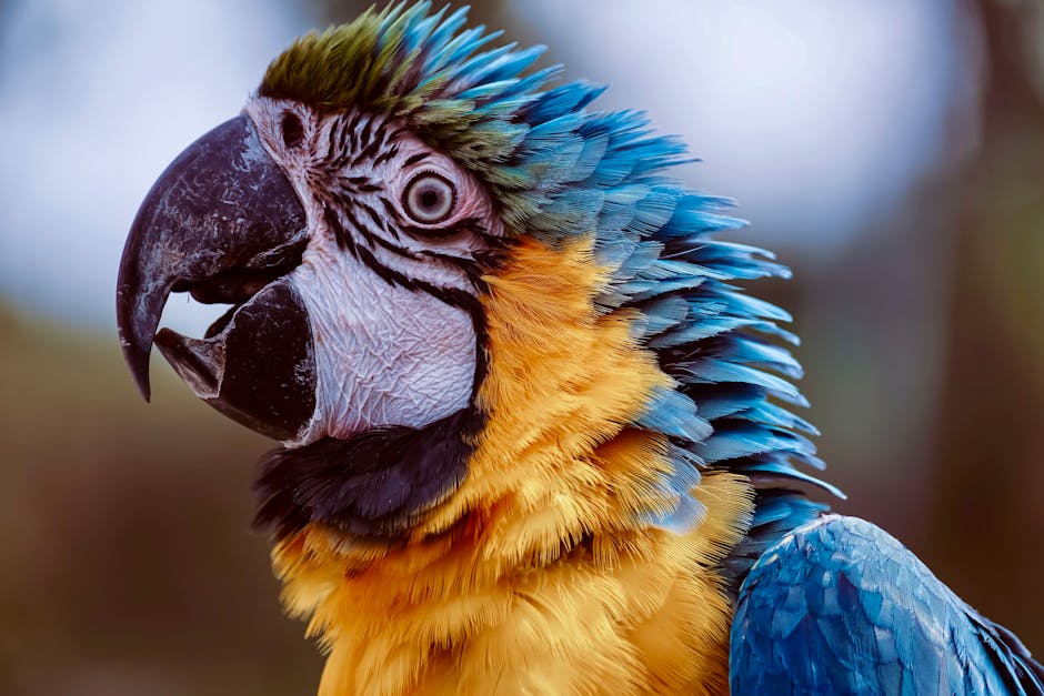 鸚鵡的聲音語言：叫聲、口哨、咕嚕聲代表什麼意思