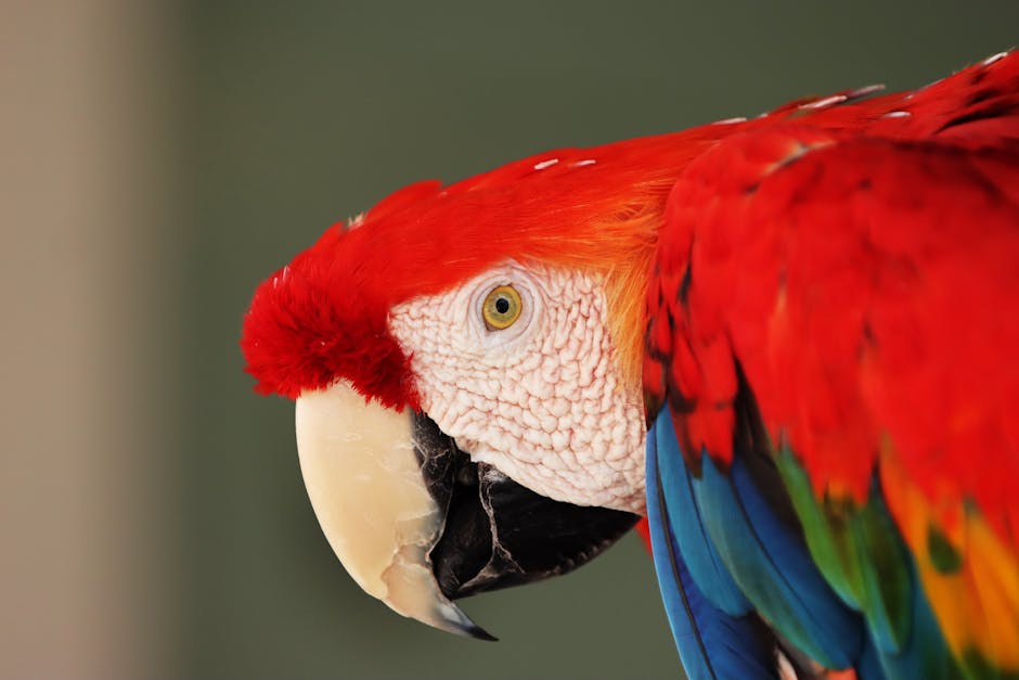 鸚鵡繁殖入門：香港家庭繁殖的準備、過程與注意事項