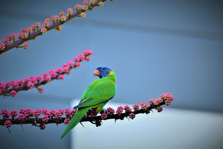 鸚鵡的礦物質需求：墨魚骨、礦物質塊的正確使用方法