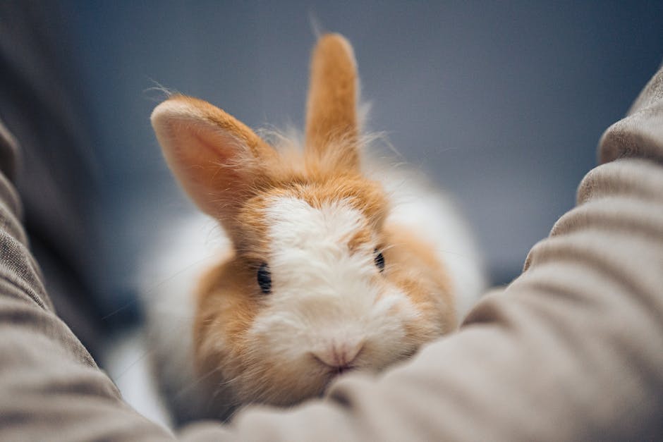 兔子飲食禁忌：這些食物絕對不能餵