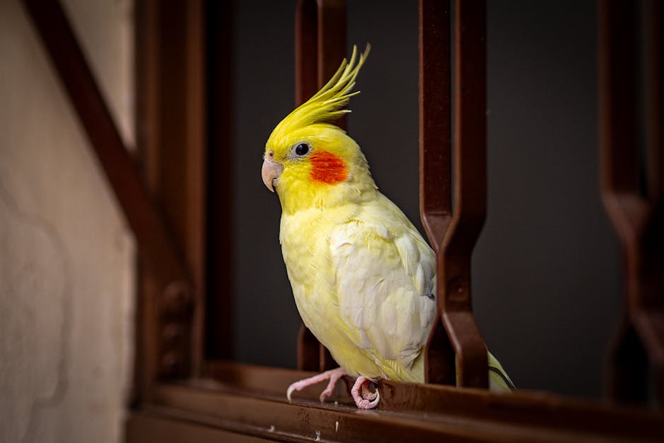 玄鳳鸚鵡