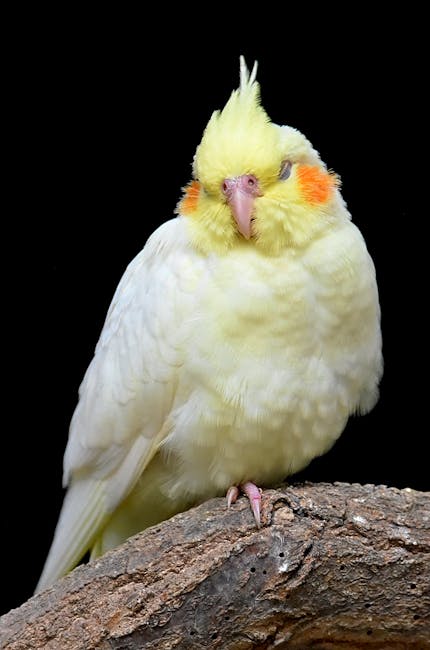玄鳳鸚鵡