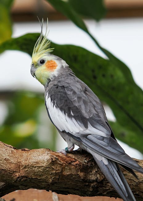 玄鳳鸚鵡