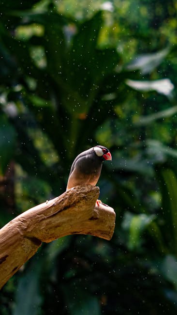 文鳥