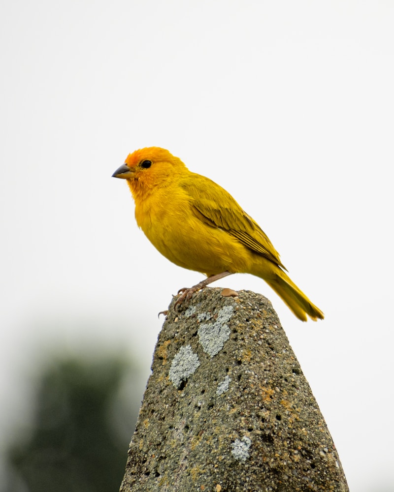 文鳥