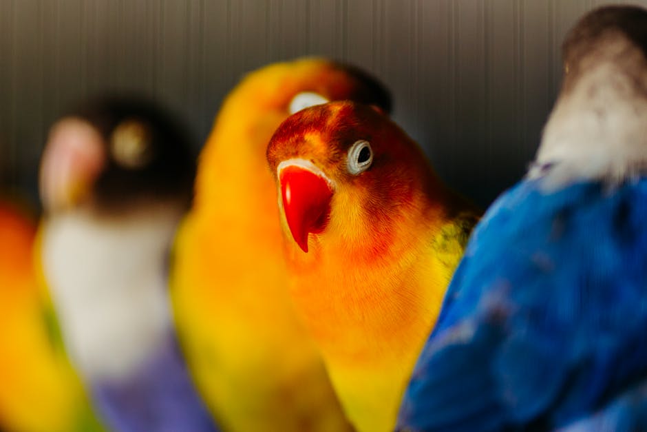 愛情鳥