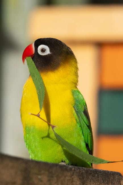 愛情鳥