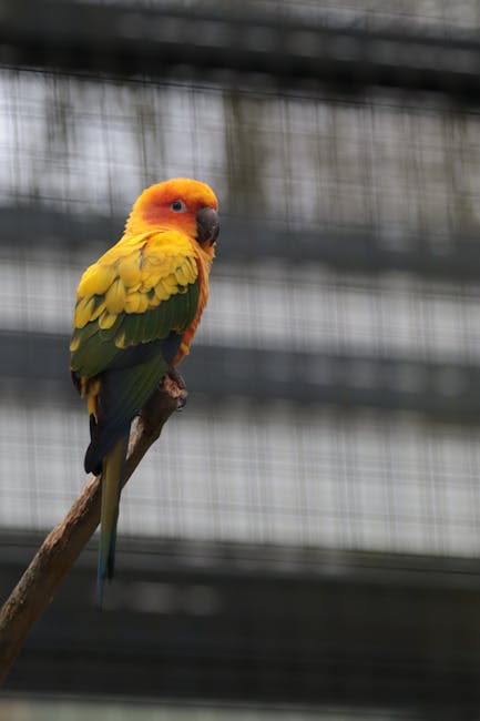 太陽鸚鵡