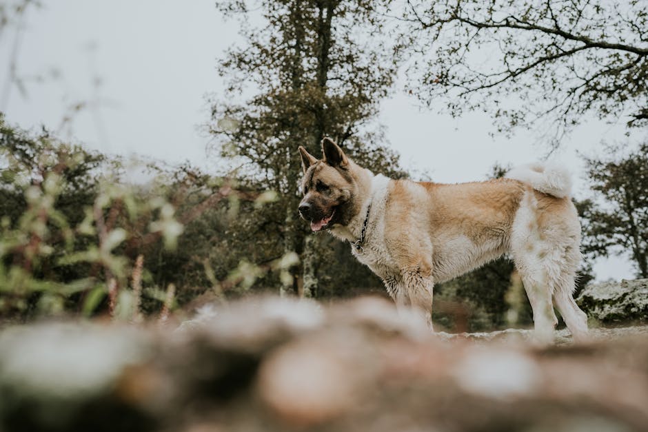 秋田犬