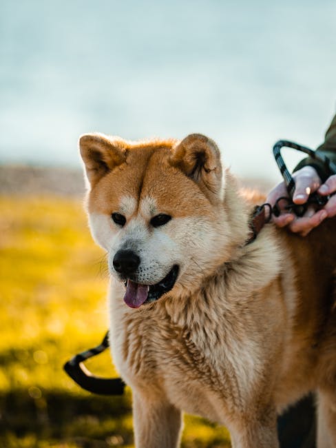秋田犬