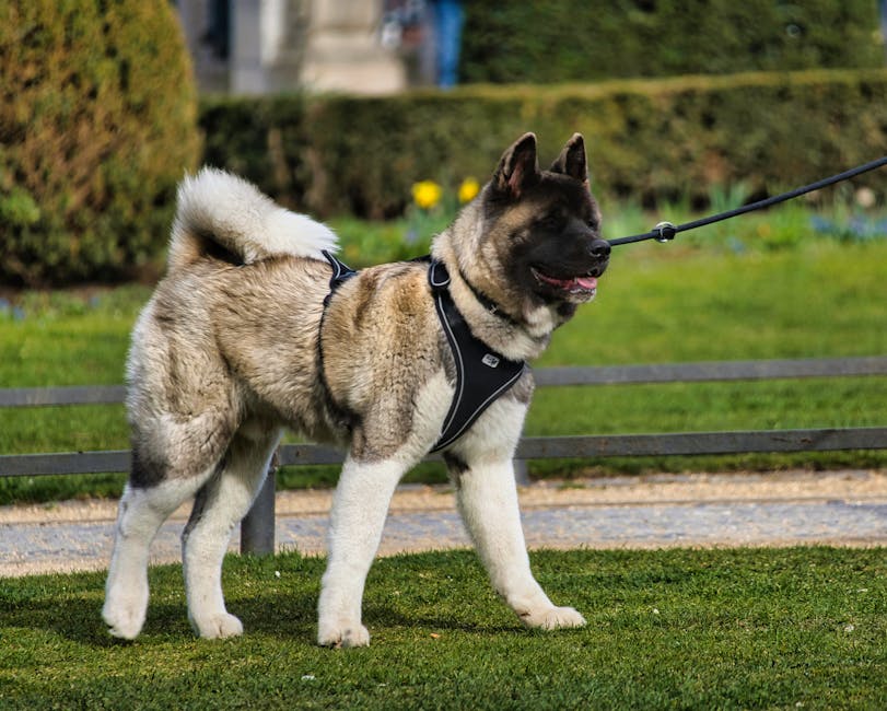 秋田犬