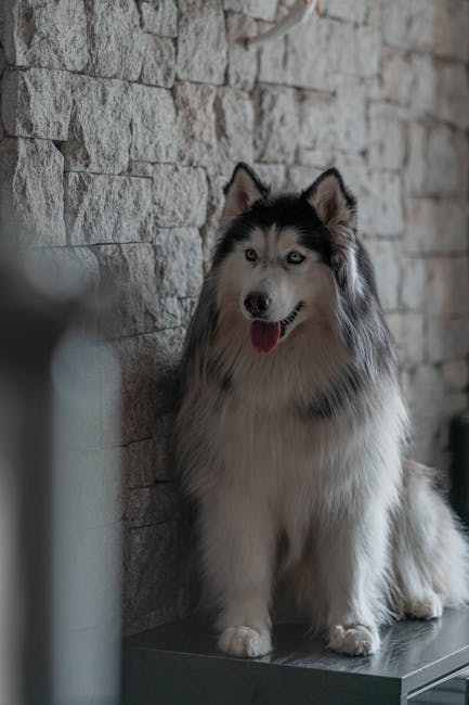 阿拉斯加雪橇犬