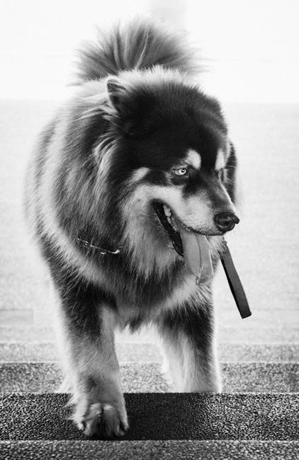 阿拉斯加雪橇犬