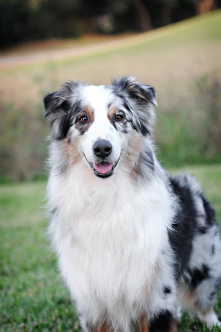 澳洲牧羊犬