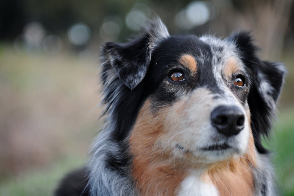 澳洲牧羊犬